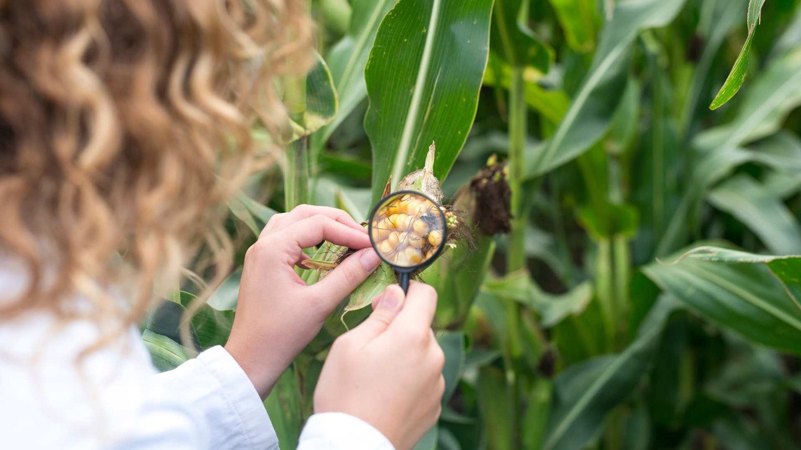 Engenheira agrônoma usando lupa para verificar a qualidade das safras de milho no campo