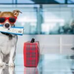Viagem com pet cresce e acende alerta para custos veterinários no exterior